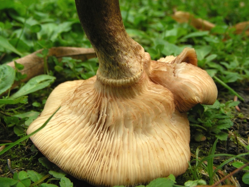 Strana Armillaria